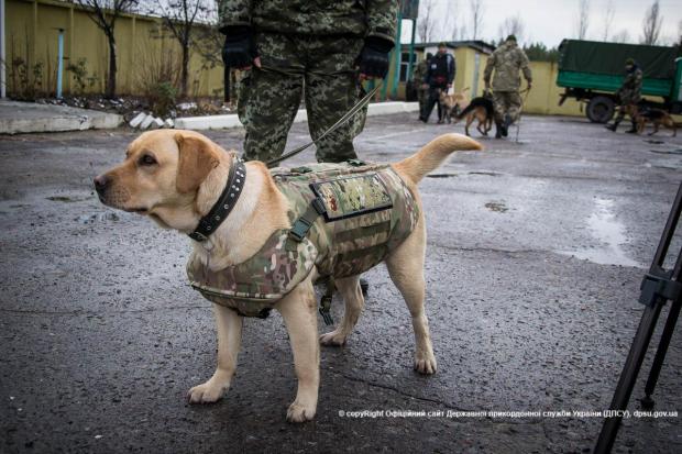 Собаки в зоні АТО теж потребують бронежилетів. Фото:прес-служба Держприкордонслужби України