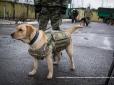 Волонтери працюють: Собак в зоні АТО одягнуть у бронежилети (фото, відео)
