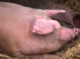Відгодувати та з'їсти: Бійці АТО завели свиню на ім'я 