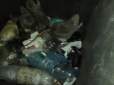 Севастопольці панікують: Місто атакували зграї щурів (відео)