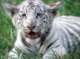 Не пережив лиха окупації: в ялтинському зоопарку померло останнє тигреня-альбінос