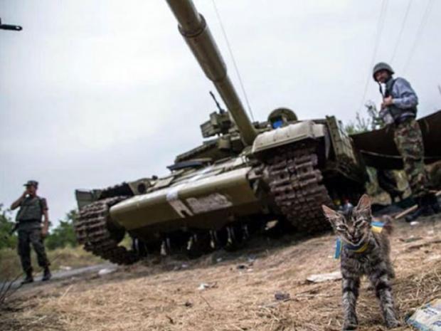 За що українські військові поставлять пам'ятники котам