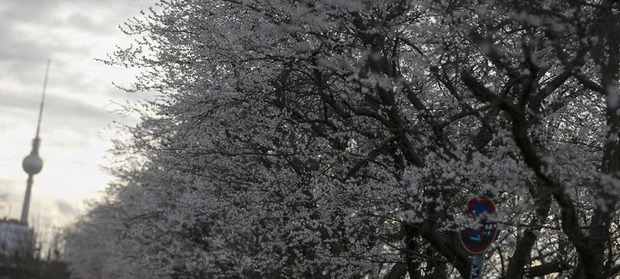 Зимняя вишня в цвіту. Фото: Reuters