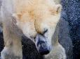 Шокуюче відео: Російські полярники заради розваги підірвали білу ведмедицю (18+)