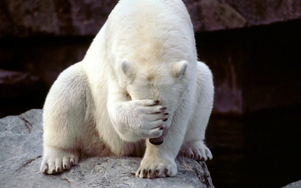 Звичайна самооборона: У РФ вивправдали жорстоке вбивство білої ведмедиці