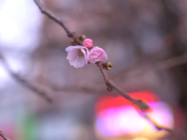 У Мукачеві в грудні зацвіла сакура. Фото: скрін відео