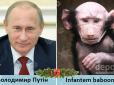 З роком мавпи, що насувається: Ким були б Путін, Ляшко, Коломойський і Яценюк у світі приматів (фотофакти)