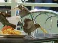 Мережу підкорює запис як cпритні пташки тягають горіхи з магазину (відео)