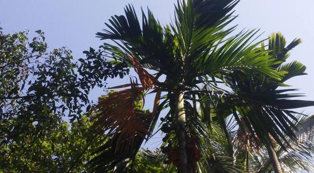 Пальма на Гоа. Фото: Facebook