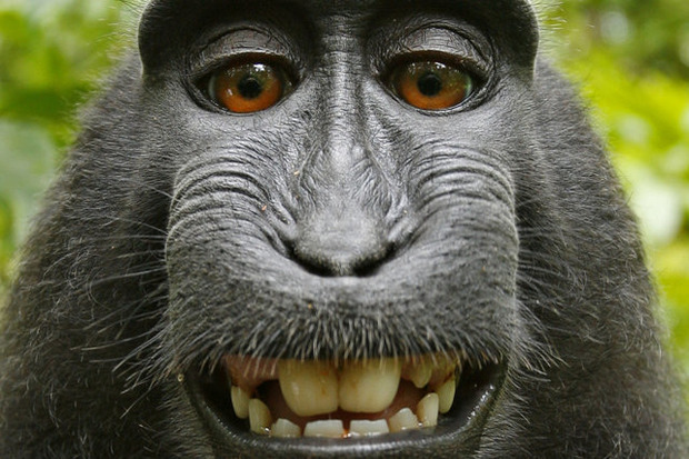 Кумедне відео: Мавпочка показує, як у її рік виглядати на всі сто