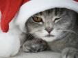 Не для слабкодухих: Як коти України відсвяткували Новий рік (фотофакти)