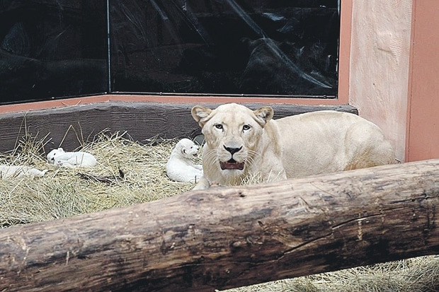Не тільки в Ялтинському: У зоопарку під Києвом народилися незвичайні левенята (фотофакт)