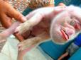 На території Куби народилося порося із лицем мавпи  (фото)