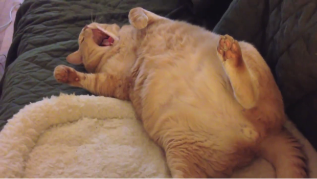 Товстий кіт, який не може встати з дивана, підірвав інтернет (відео)