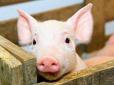 ​Ода свині: Українські вегетаріанці протролили фестиваль коліїв та ковбасників в Закарпатті