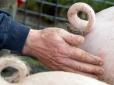 Донори майбутнього: У Британії дозволили вирощування тварин-химер з органами людини