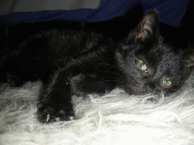 Смерть чорного кошеняти розслідували належним чином. Фото: www.velvet.by.