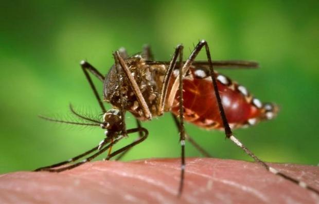 Вірус Зіка переносять комарі. Фото https://yandex.ua/images