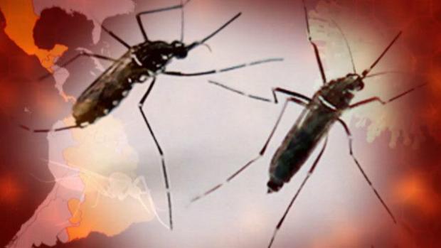 Вірус Зіка передається через укуси комарів роду Aedes. Ілюстрація:snip.net.ua