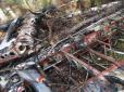 В Росії знову розбився літак, ті, що були на борту, загинули