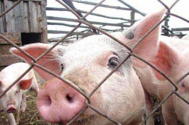 Власники свиней у Криму намагаються врятувати тварин. Фото: racurs.ua.