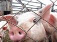 Ми цим виживаємо: У Криму селяни стали на захист господарства, де окупаційна влада хоче, на всяк випадок, знищити всіх свиней (відео)