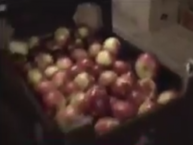 У Мурманську знищили 200 кг овочів та фруктів. Фото: скрін відео