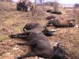 Недоторканні вбивці: нардепи-браконьєри винищили ціле стадо червонокнижних зубрів - ЗМІ