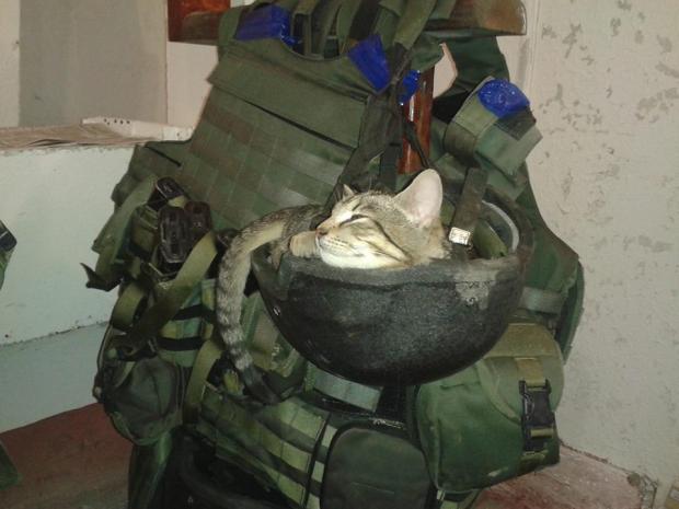 Кішка Куля не боїться обстрілів росіян. Фото: соцмережі.