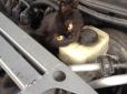 Бути людиною: киянин під капотом свого авто знайшов 6-місячне кошеня (фотофакт)