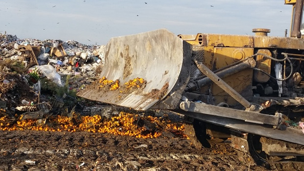 Скрепи шаленіють: У Північній Осетії бульдозер розчавив 20 тонн мандаринів з Європи