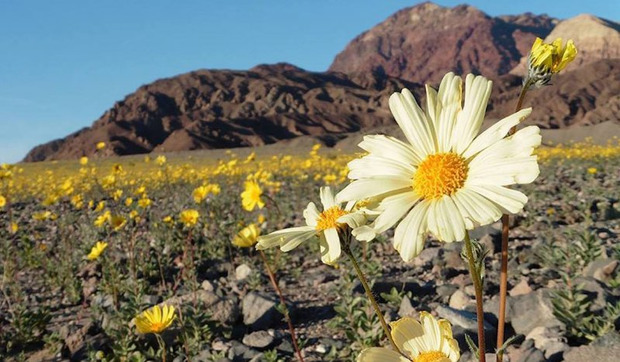 Справжнє диво: Вперше за багато років в США зацвіла Долина смерті - одне з найбільш безплідних місць на планеті (фотофакти)