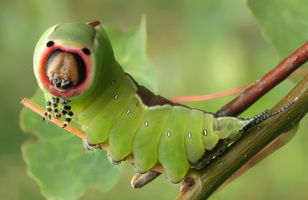 Дивовижний фоторепортаж: Як гусениця перетворюється на метелика