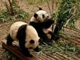 Любов до свободи: Втеча панди з вольєра підірвала мережу (відео)