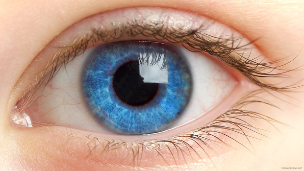 Вчені створили клітинний «клон» переднього сегмента ока. Фото: www.urano.ru
