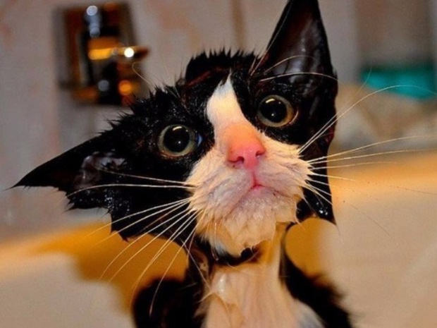 Кішки після купання: відчай, здивування, помста - вся гамма почуттів мокрих красунь (фотофакти)