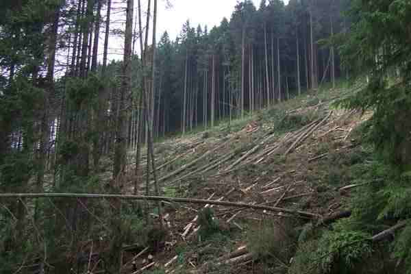 Вирубка лісу в Карпатах продовжується не один рік. Фото: obozrevatel.com.
