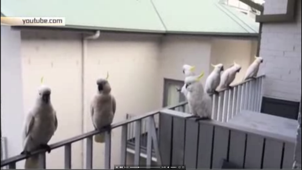 Не тільки пінгвіни можуть стояти в черзі: кумедний випадок з папугами (відео)