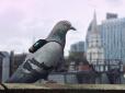 Нові технології: Лондонських голубів підключили до інтернету (фотофакт)
