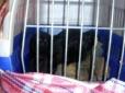 Затриманим в АТО контрабандним мавпам збудують в Україні зоопарк (фотофакт)