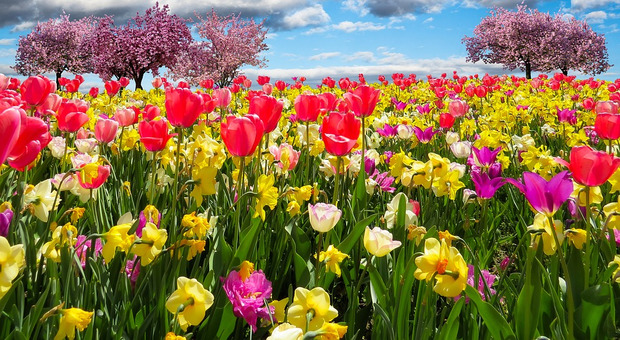 В Україну поспішає весна. Фото: pixabay.com.