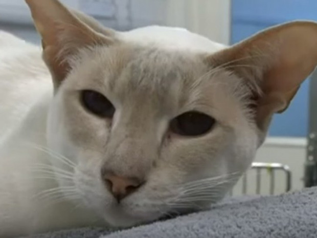 Подорож всупереч волі: У Британії кішку помилково відправили поштою (відео)