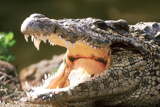 В Індонезії крокодил з'їв росіянина, - ЗМІ