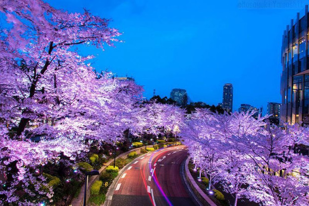 Рожева сакура и рожева магістраль. Фотограф Masayuki Yamashita.