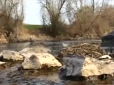 На Житомирщині річку, з якої п'ють десятки міст, отруїли клеєм і фекаліями (відео)
