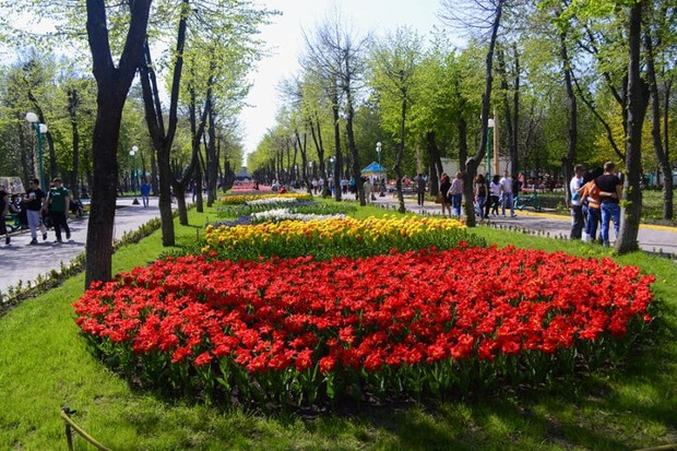 В Кировоград – увидеть полмиллиона тюльпанов |© makintour.com