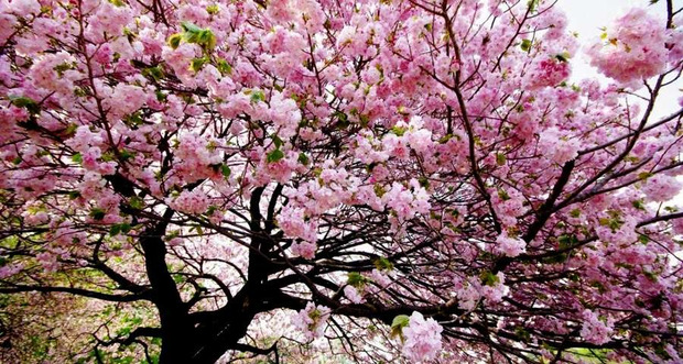 Чарівна краса: Ужгород збирає натовпи туристів цвітом сакури (відео)