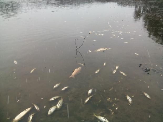 У річці через отруєну воду загинула риба. Фото: соцмережі.
