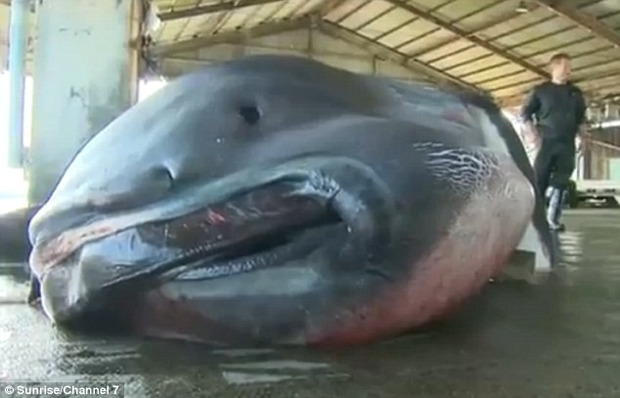 Ще той монстр: Японці виловили найрідкіснішу в світі акулу (відео)