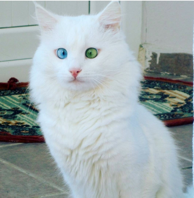Білосніжне чудо: Мережу підкорив найкрасивіший кіт з різнокольоровими очима (фото)